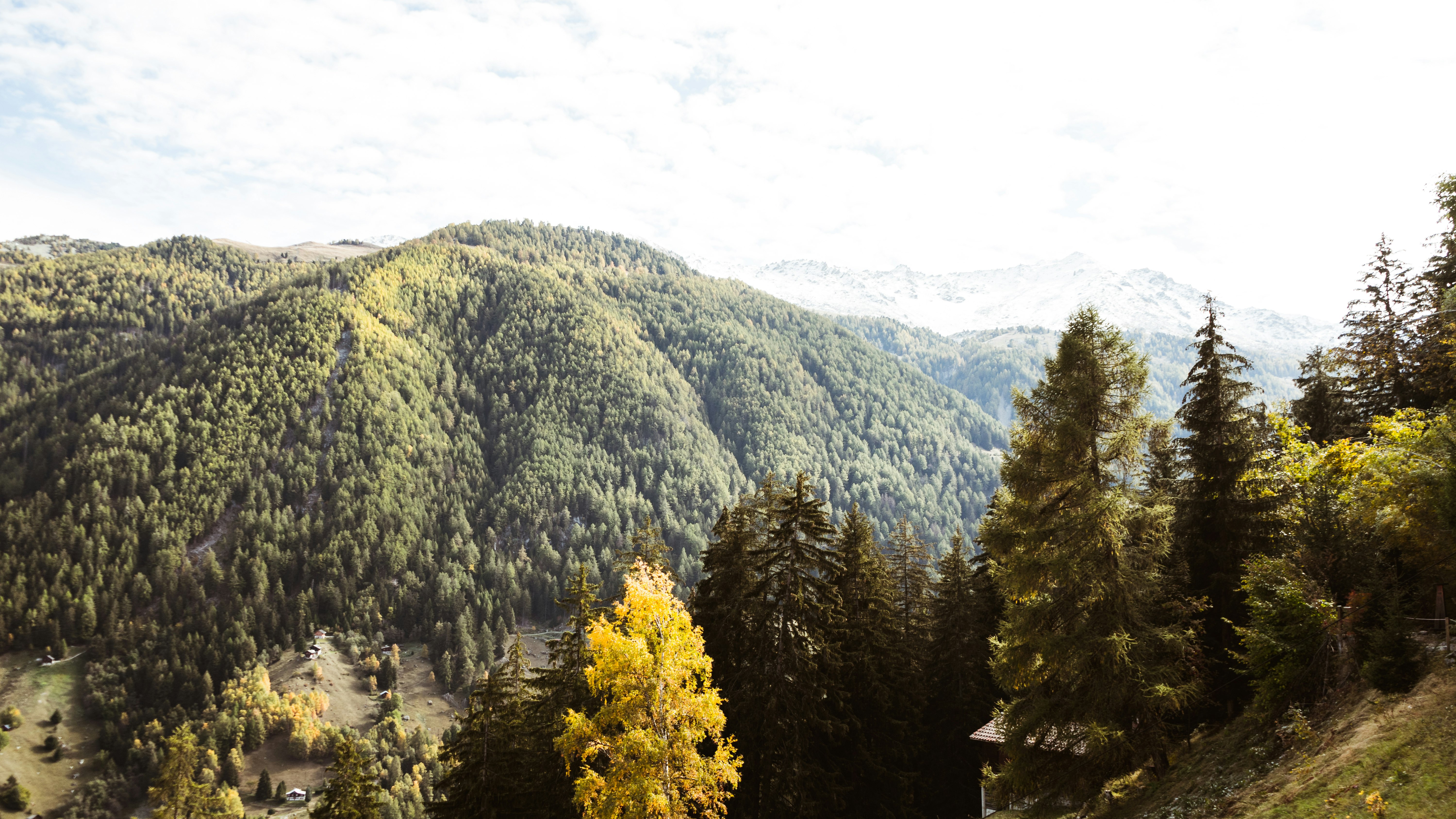 green trees on mountain under white sky during daytime